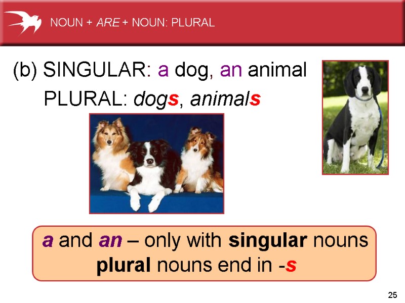 25          PLURAL: dogs, animals (b)